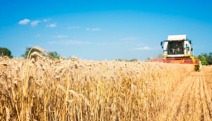 "Заради топлото време някои пшеници са така избуели, че не е изключено да влязат във фаза вретенене", обяснява Рилка Игнатова