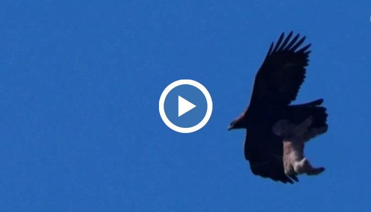 Царският орел е сред защитените видове в Китай