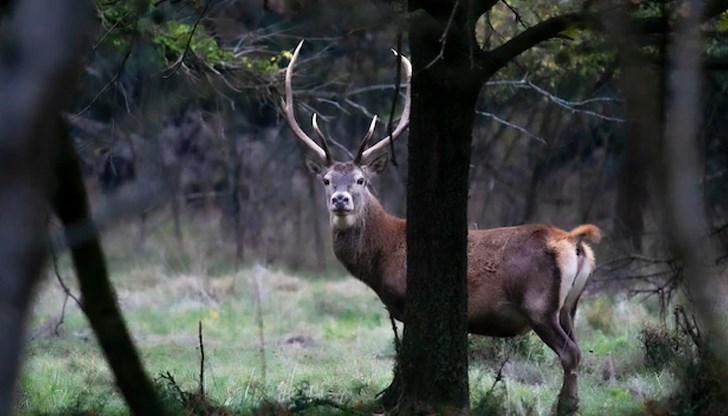 Четиригодишен благороден елен е отстрелян без редовно издадено разрешително за лов