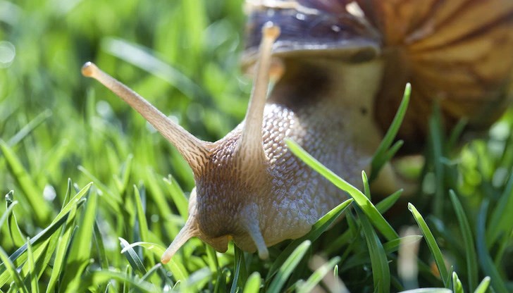 Лепилото съдържа секрет от охлюви