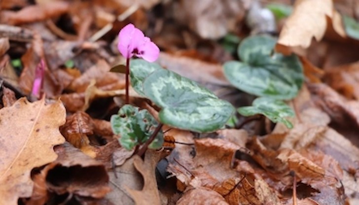 Причината за подраняването е топлата зима, заявиха от РИОСВ - Русе