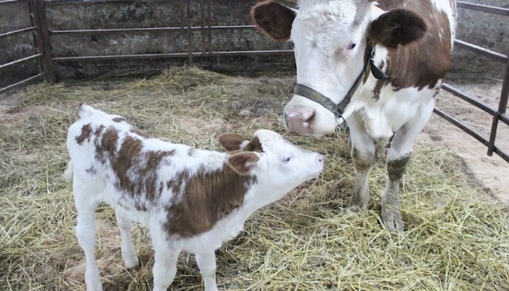 Декабрист е роден на 30 декември 2022 година Декабрист е роден на 30 декември 2022 година