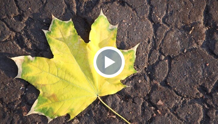 Липсата на влага в почвата застрашава реколтата