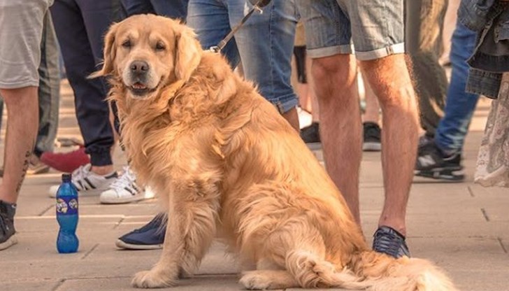 Не се препоръчва да „очовечаваме“ прекалено животните, а да зачитаме техните качества