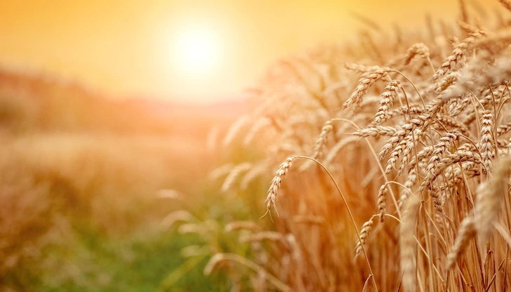 Според русенеца Димитър Славчев сегашните сортове пшеница са до голяма степен приспособени към почти липсващата вече типична зима