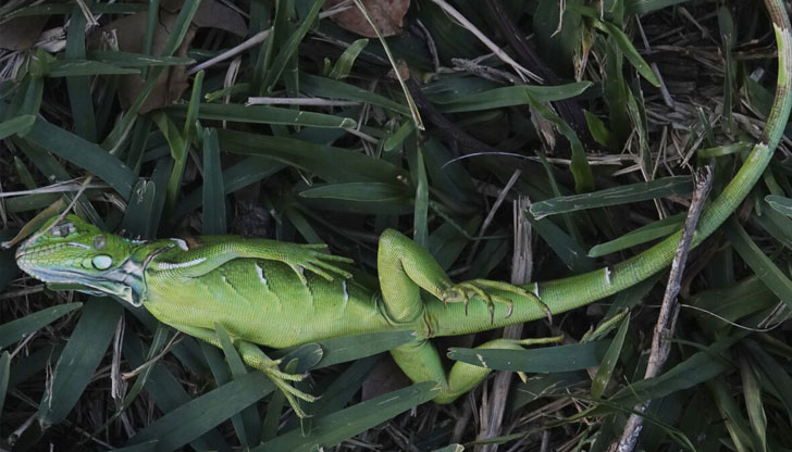 Синоптиците предупредиха за падащи игуани поради внезапното застудяванеДъжд“ от замръзнали