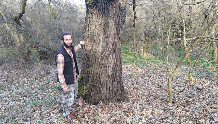 За вековните дървета в местността Образцов Чифлик сигнализира хижарят на