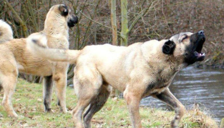 Момичето е зверски нахапано от домашни кучета в МонтанскоИнцидентът се