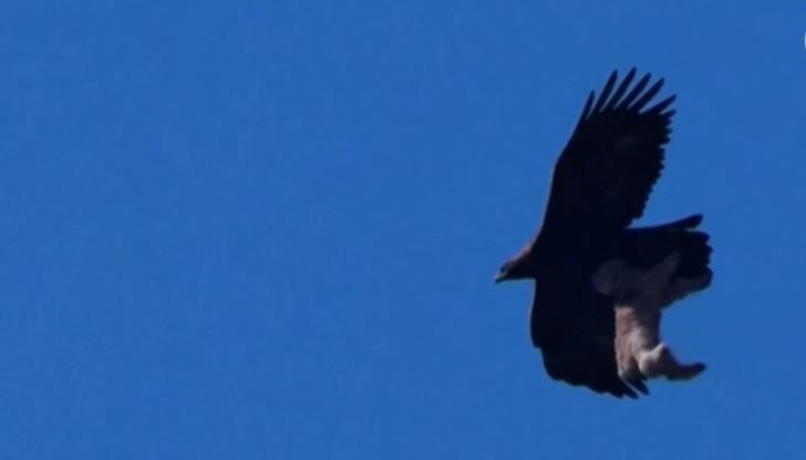 Царският орел е сред защитените видове в КитайФотограф засне в