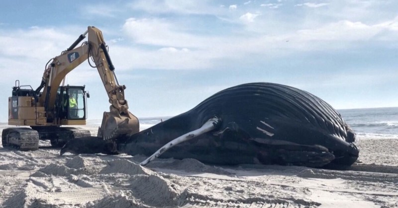 Властите съобщиха, че това е най-големият кит, който са виждали
