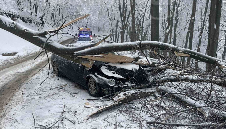 По-късно през деня е получен втори сигнал за паднало дървоДърво