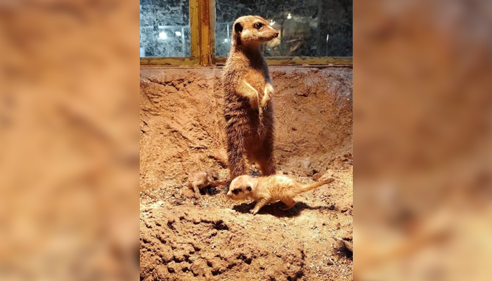 Малките сурикати са родени в края на миналата годинаОт края