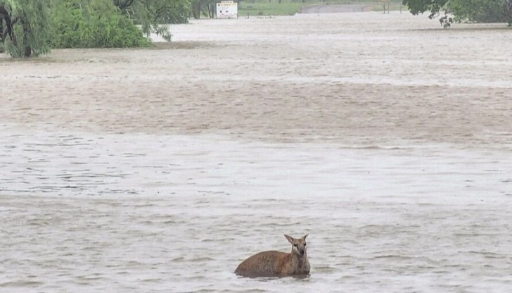 Местните власти обявиха извънредно положение в районаРекордни наводнения, предизвикани от