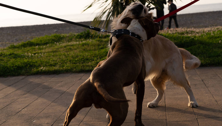 Собственичката на пострадалото животно го спасила с риск да бъде