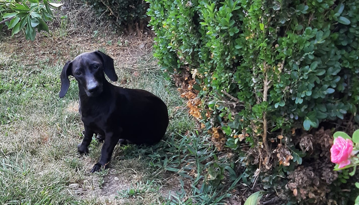 Гери Иванова отправя апел във фейсбук и се надява домашният