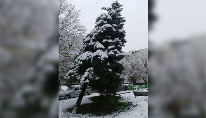 Опасно дърво е надвиснало над детска площадка в Русе