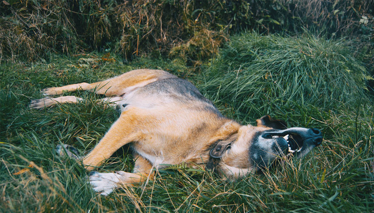 Кучето е заведено във ветеринарна клиника, но за съжаление не