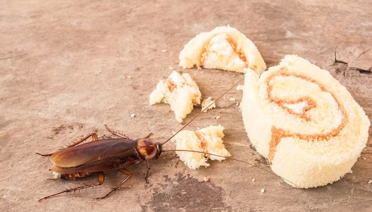 БАБХ се е самосезирала след публикация за наличие на хлебарка