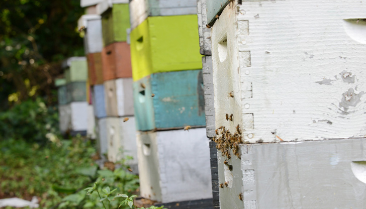 Пчелите в кошерите може да намалеят наполовина, алармират пчеларитеНеобичайно топлата