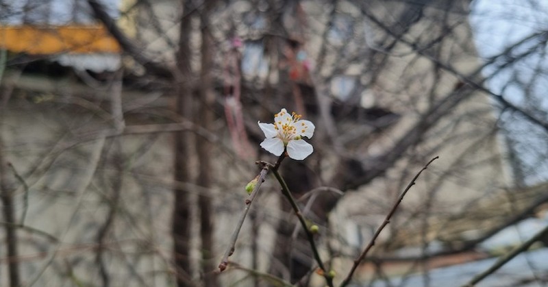 Същото дръвче в предишните две години е цъфнало в края