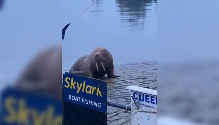 Моржът с прякор Тор е открит в пристанището на 30