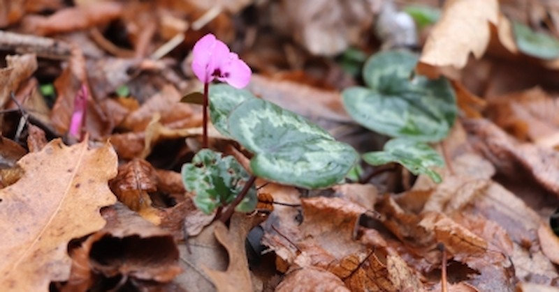 Причината за подраняването е топлата зима, заявиха от РИОСВ -