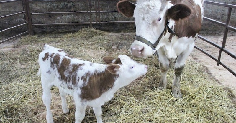 Декабрист е роден на 30 декември 2022 годинаКлонирана крава даде