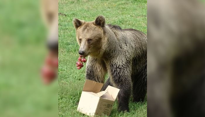 Хищниците все още не са в зимен сън заради необичайно