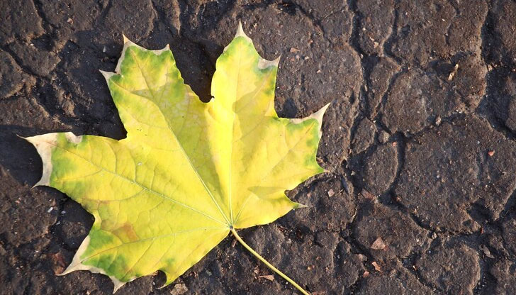 Липсата на влага в почвата застрашава реколтатаСтраната ни преживява най-безснежната