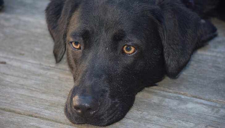 Искането на протестиращите е да се налагат ефективни присъди на