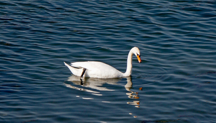 Русенецът Ростислав Райков е уловил този прекрасен кадър в река