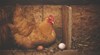 Изследователи се приближават към отговора на вечната дилема "Кое е първо - кокошката или яйцето"