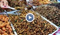 Полезно ли е да се ядат насекоми?