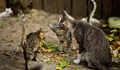 Хиляди мъртви котки откриха в кланица във Виетнам