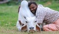 В Индия ще прегръщат крави на Свети Валентин