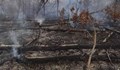 Огнена стихия изпепели 30 декара борова гора в Хисарско