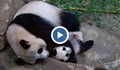 Родиха се рекорден брой бебета на гигантски панди в Китай