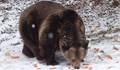 В Белица чакат русенския мечок Станди да заспи зимен сън