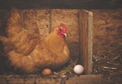Изследователи се приближават към отговора на вечната дилема "Кое е първо - кокошката или яйцето"