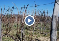 Според стопаните държавата нехаеЛозари изкореняват насажденията си и са пред