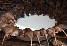 Ветеринарните власти иззели животните след сигнал на съседитеГерманка живяла с