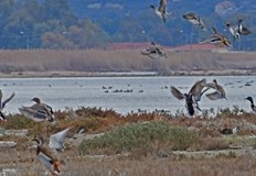 Посетителите на живописната лагуна Котихи през уикенда са се оказали