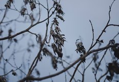 Предстоят няколко дни с повече слънце и повишаване на температуритеВ