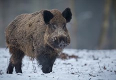 Няма диви прасета няма чакали лисиците са сведени до минимум