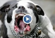 Пострадалата е с наранявания на по ръцете а кучето ѝ