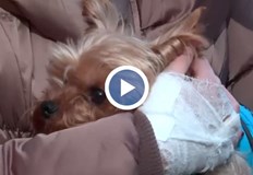 Пострадалата жена се опитвала да предпази домашния си любимец от