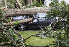 Причината за инцидента е ураганен вятърДебело дърво премаза спрял автомобил
