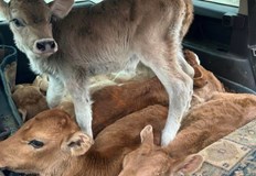 Животните били хвърлени едно върху друго и полузадушениПолицията в Сливен