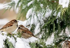 Максималните ще са между минус 2° и 3°През нощта облачността