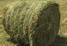 Извършителите са жители на село Ботров откъдето са откраднати балитеНа